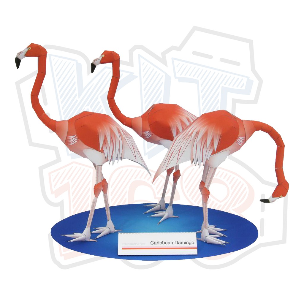 Mô hình giấy động vật Chim Caribbean Flamingo