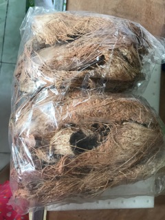 Xơ dừa trồng Lan
