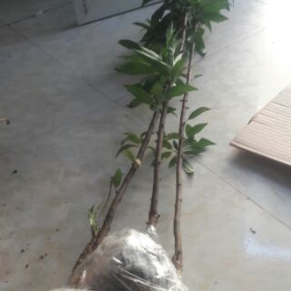CÂY GIỐNG HOA ĐÀO BÍCH
