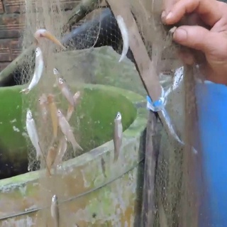 TAY LƯỚI BẮT CÁ LÒNG TONG