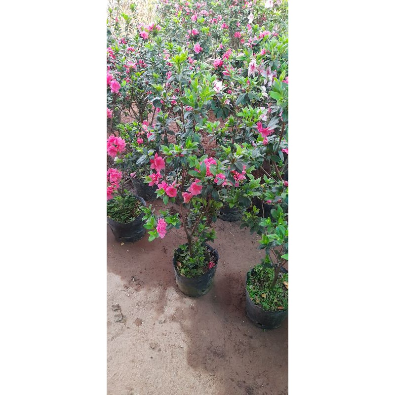 hoa đỗ quyên kép