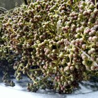 Mắc khén hạt nhỏ chuẩn vị (tiêu rừng)