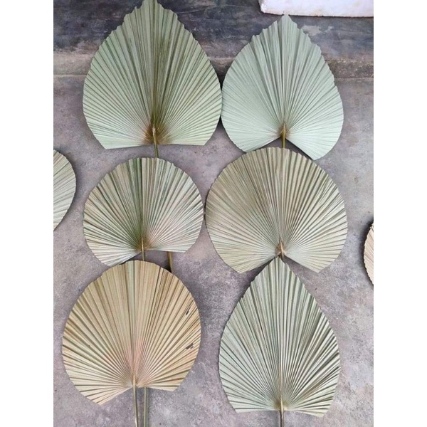lá cọ khô trang trí decor