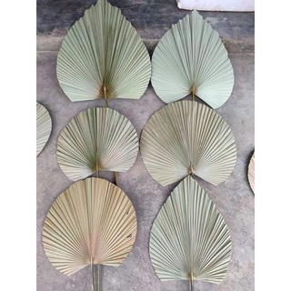 lá cọ khô trang trí decor