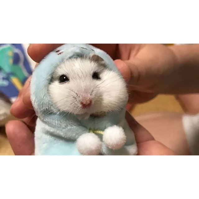 hamstershophn