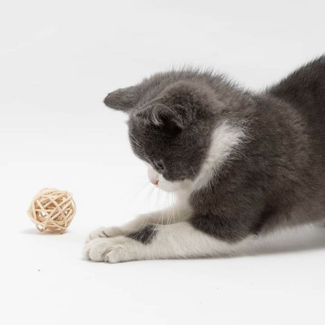 Đồ chơi mèo 2 bóng bằng cối