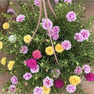 Bầu hoa🍀🌱 mười giờ kép🍀🌱 mix nhiều màu🍀🌱