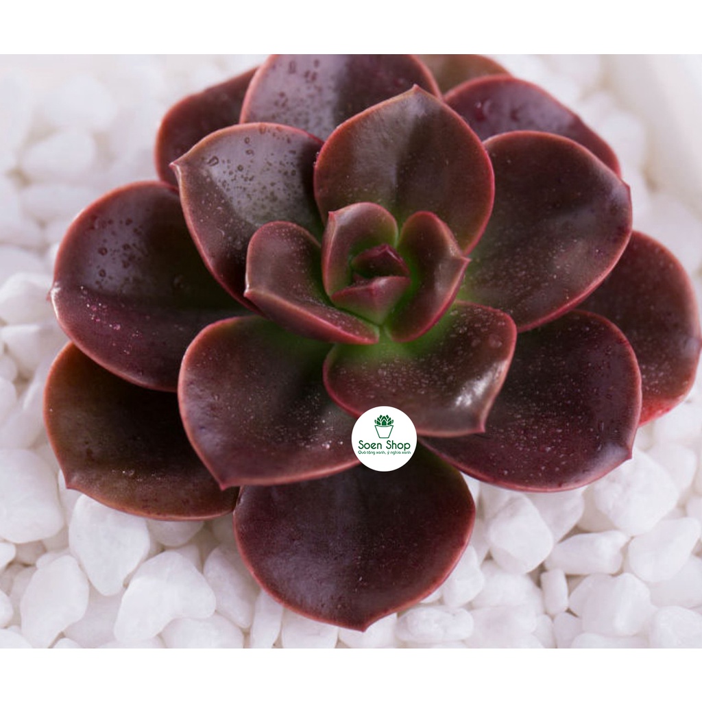 Sen đá Nhật Nguyệt socola Full Size đã thuần khí hậu, sen đá để bàn, Siêu khỏe, trang trí decor phòng, sân vườn soen_sho