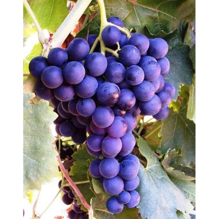 20 hạt giống nho lùn bonsai đài loan ngọt sai trái