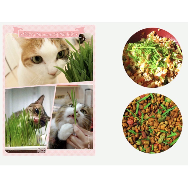 Cỏ mèo lúa mì cao cấp tốt cho đường tiêu hóa giảm búi lông