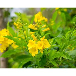 HẠT GIỐNG HOA CHUÔNG VÀNG - 10 Hạt/ gói