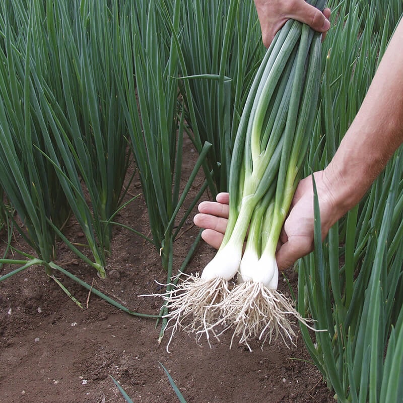 Phân bón lá Chuyên dùng cây HÀNH - HẸ giúp mau mập cọng to cứng, cây khoẻ, xanh cây, lớn bụi cây nhanh phát triển