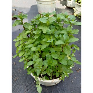 Cây Bạc Hà Peppermint Chậu Lớn 💪