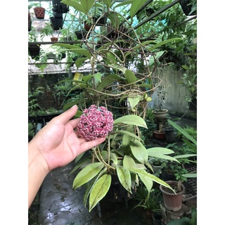 Giò hoa lan cẩm cù đỏ đang hoa