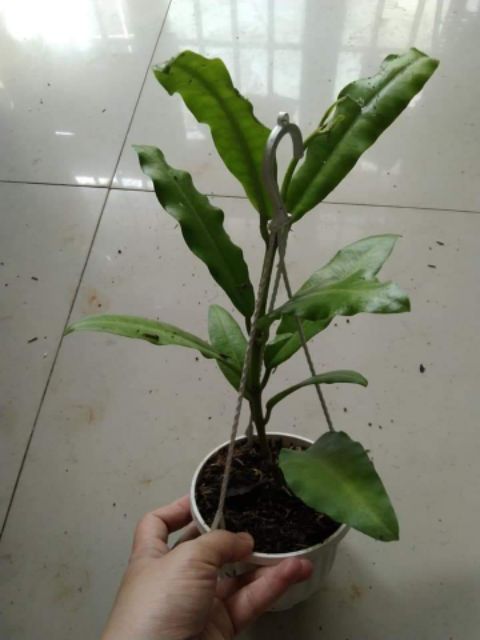 Cẩm cù khủng long 2 màu đỏ, vàng