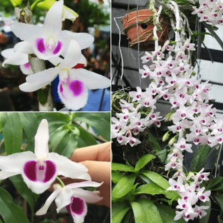 CÂY GIỐNG LAN PHI ĐIỆP