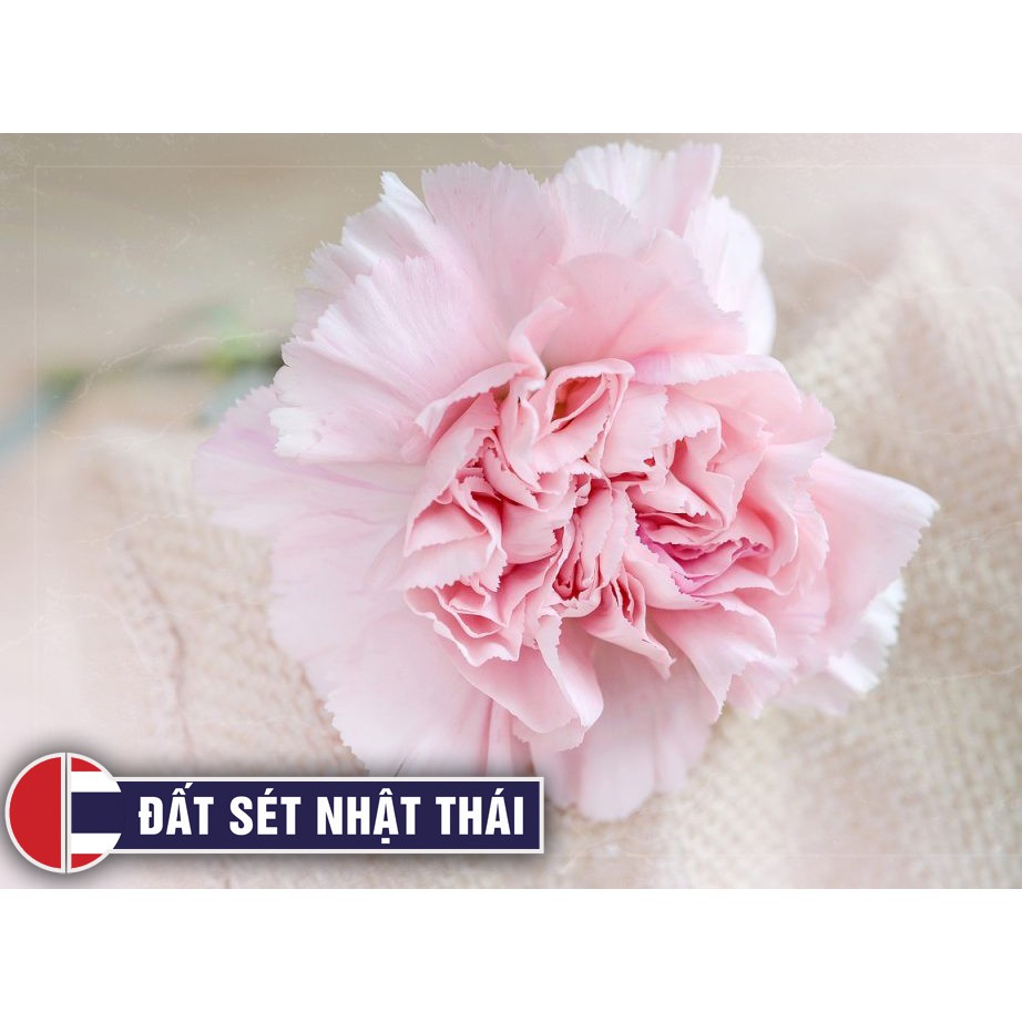 Đất Sét NHẬT THÁI SIÊU NHẸ LÀM HOA ĐẤT SÉT CHUYÊN NGHIỆP