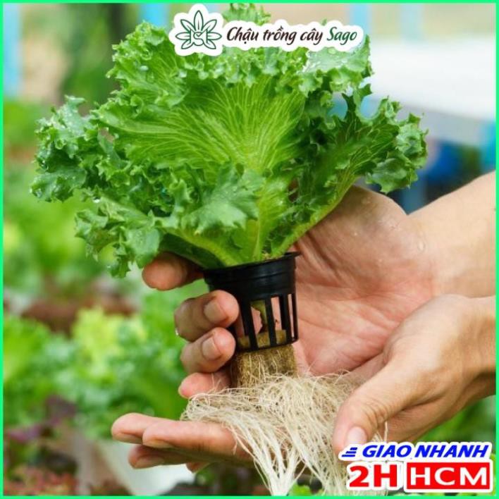 Dung Dịch Thủy Canh Trồng Sen Mini HYDROPONIC - 500ml