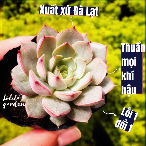 SEN ĐÁ HOA HỒNG ĐỎ SIZE BÉ, HÀNG ĐÀ LẠT, SIÊU XINH SIÊU KHỎE, LỖI 1 ĐỔI 1