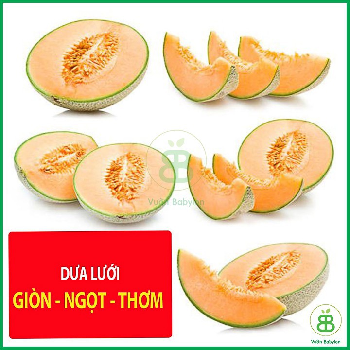 Hạt Giống Dưa Lưới Chịu Nhiệt, Năng Suất Cao 10 Hạt