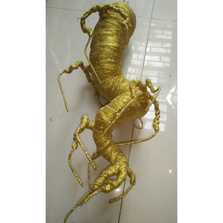 Combo gốc cây kim tiền vàng tài lộc
