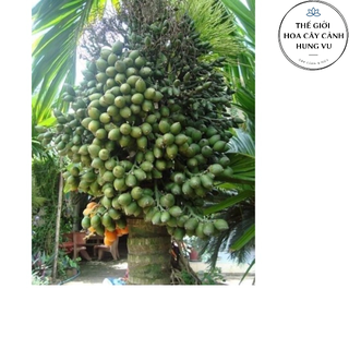 cây cau lùn f1 giống