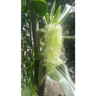 10 HẠT GIỐNG BẮP TÍM( BẮP NỮ HOÀNG)