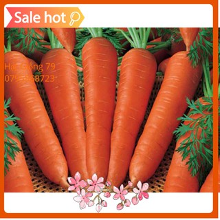 Hạt Giống Cà Rốt NEW KURODA 2gr