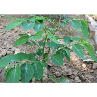Cây rau ngót giống, cây gốc to già