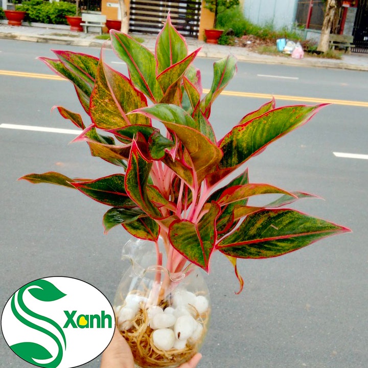 Cây phú quý thủy sinh- cây phong thủy