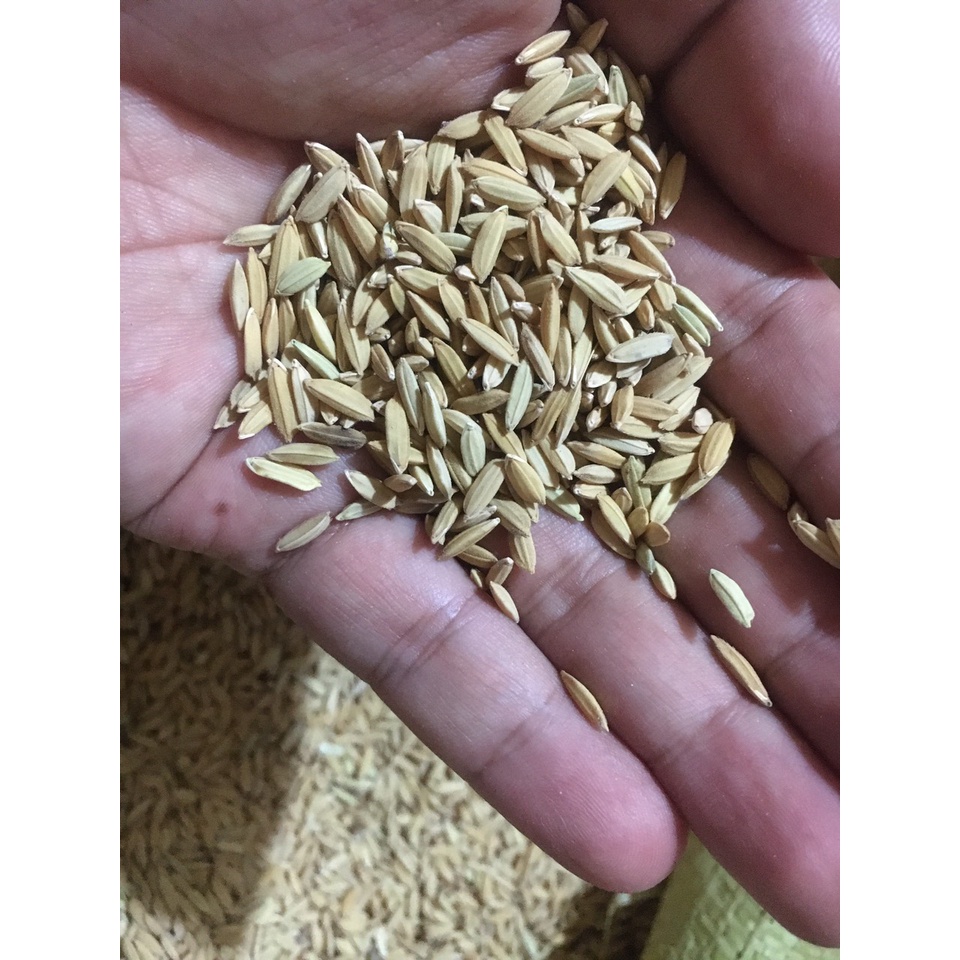 1Kg Lúa  rê sạch cho gà đá, cu gáy, bồ câu, sóc hoặc ươm mầm