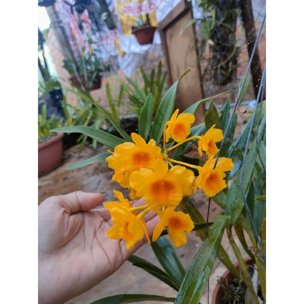 1 bó lan sơn thủy tiên