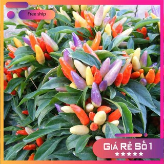Hạt giống Ớt ngũ sắc chỉ thiên F1