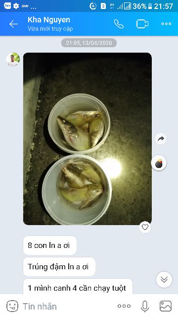 MỒI  CÁ LĂNG CÁ DA TRƠN SIÊU NHẠI 2 HỦ LOẠI 1