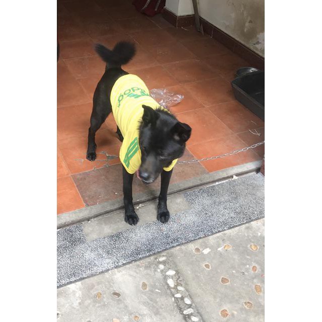 Áo cho chó to &gt; 10kg có mũ