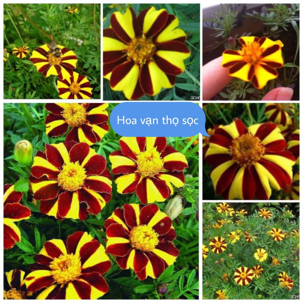 Hạt Giống Hoa Vạn Thọ Sọc Bông To F1 Loại mix màu dễ trồng hoa nở đẹp chống sâu bệnh