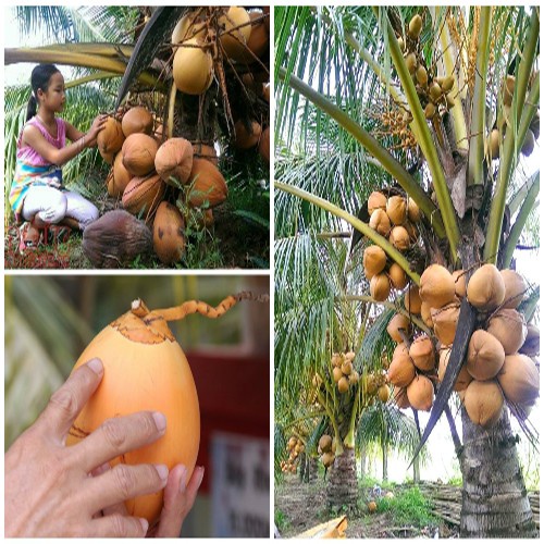 Cây Giống Dừa Đỏ