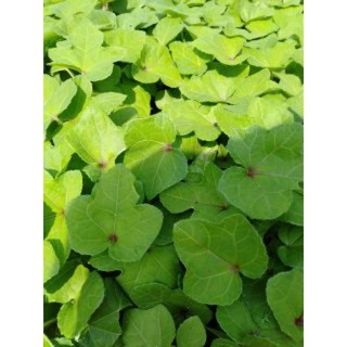 400 hạt giống sâm bố chính ( tặng 20 hạt)