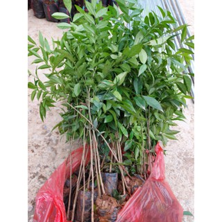 combo 3 cây móc mật