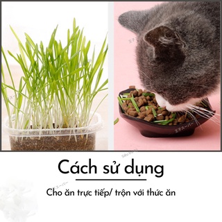 BỘ KIT TRỒNG CỎ CHO MÈO - HẠT LÚA MẠCH