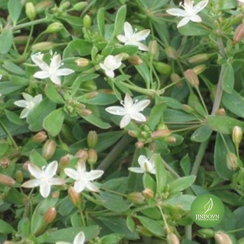 Cây biển súc khô (1kg) - olf279