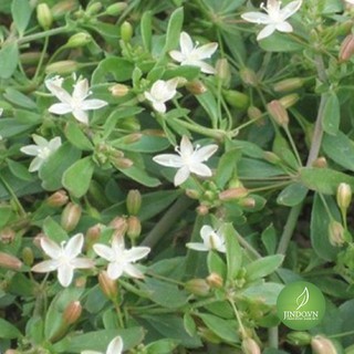 Cây biển súc khô (1kg) - olf279