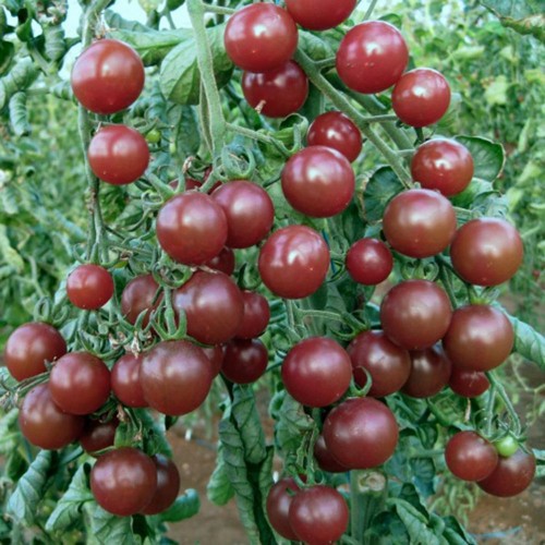Hạt giống Cà chua Cherry Đen lai F1 0.1gr ❤️FREESHIP EXTRA❤️