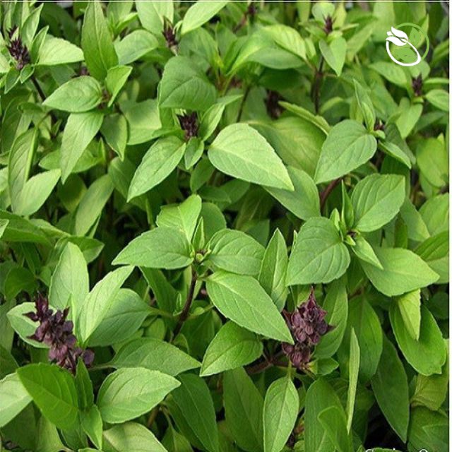 Hạt Giống Rau Quế Lá To Phú Nông - Gói 5g -Sweet Basil