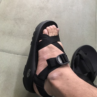 Chaco thằn lằn xỏ ngón