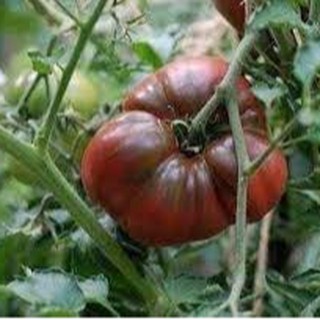 Hạt giống cà chua socola quả to -10 hạt (TẶNG gói kích thích hỗ trợ hạt nảy mầm)