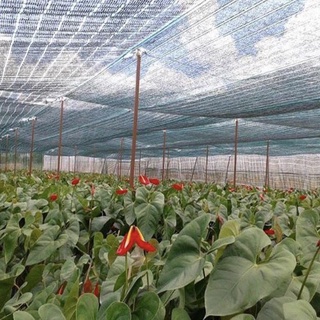 1 CUỘN LƯỚI CHE NẮNG (50%) KHỔ 2mx50m và 2mx100m