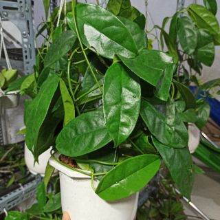Lan cẩm cù vàng chanh hoa thơm cây sắp hoa
