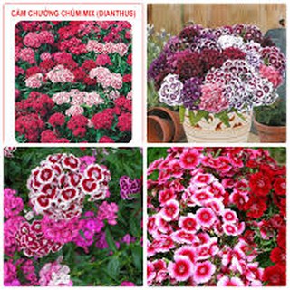 Hoa Cẩm Chướng chùm nhiều màu dễ trồng có hướng dẫn gieo ươm, gói zin của công ty