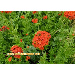 Hạt Giống Hoa Thu La Đỏ - 50 Hạt